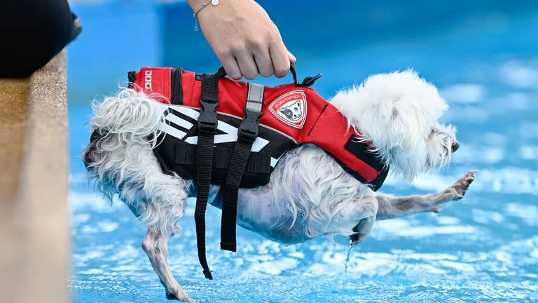 10. September: Alles hat ein Ende – auch die Badesaison im Sandhofener Freibad in Mannheim. Nun dürfen endlich auch mal die Vierbeiner ins Becken und sich austoben. Mit aller Vorsicht wird dieser kleine Schwimmmeister zu Wasser gelassen – bestens ausgestattet mit einer Rettungsweste speziell für Hunde. Nur atmen muss er noch alleine!