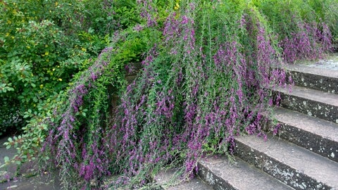 Thunbergs Buschklee | SWR1 Gartentipp: So bringt ihr euren Garten und Balkon im Herbst zum Blühen