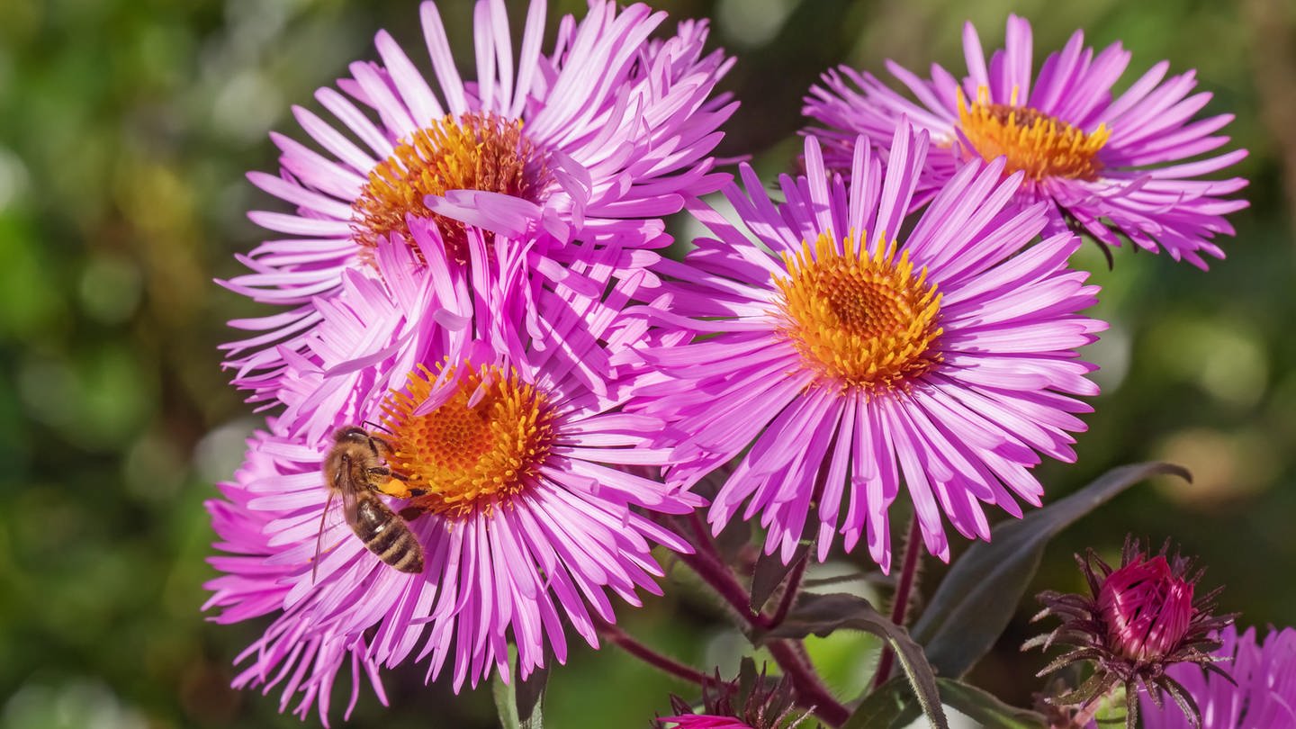 Raublatt-Astern | SWR1 Gartentipp: So bringt ihr euren Garten im Herbst zum Blühen