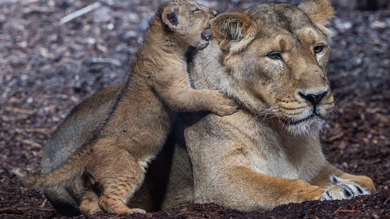 23. September: Was der Kleine seiner Mama wohl gerade ins Ohr flüstert...? Der fast acht Wochen alte Löwenkater "Santosh" ist mit seiner Mutter "Indi" erstmals in einen für Besucher einsehbaren Bereich des Schweriner Zoos gekommen. Das Löwenbaby ist der vierte kleine asiatische Löwe, der in den letzten beiden Jahren im Rote Liste Zentrum in Schwerin geboren und aufgezogen wird. Der Name Santosh ist übrigens Sanskrit und bedeutet "der Glückliche".