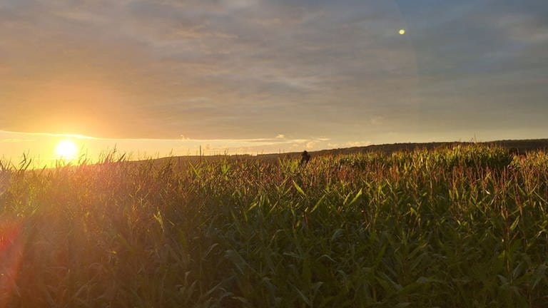 Sonnenuntergang über Maisfeld