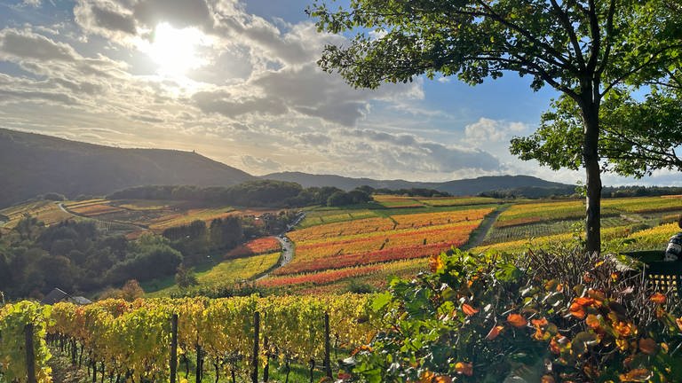 Ingrid Simons aus Bad Bodendorf schreibt uns zu ihrem Bild "Herbst im Ahrtal": "Ein wunderbarer Blick über die Wälder und Weinberge im Ahrgebirge!"