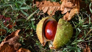 Detlef Oertel aus Speyer schreibt uns zu seinem Bild "Kastanie": "Bei schönem Herbstwetter mal wieder im Dompark unterwegs gewesen , naürlich Kamera dabei."