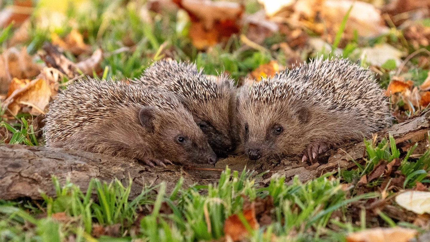 Hilfe für Igel im Herbst und Winter