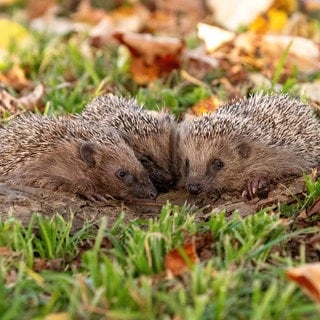 Hilfe für Igel im Herbst und Winter