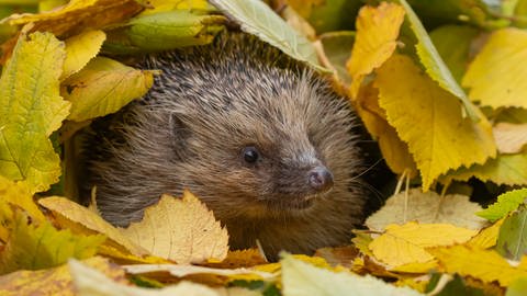 Tieren im Garten Schutz bieten - Igel