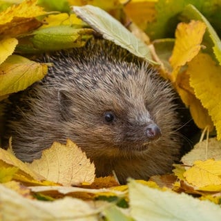 Tieren im Garten Schutz bieten - Igel