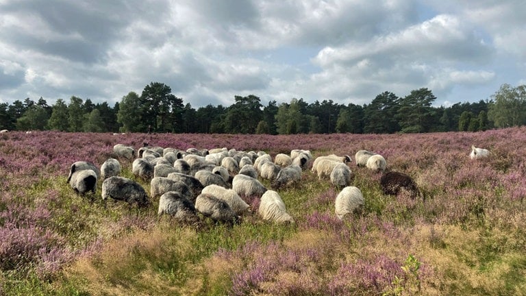 Edo Fischer aus Worms schreibt uns zu seinem Bild "Heidschnucken": "Bei der Wanderung im Büsenbachtal bei Handeloh trafen wir auf diese Herde Heidschnucken mit Schäferin."