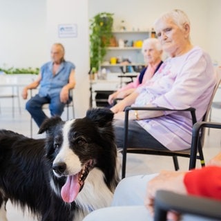 Ein Therapiehund besucht Patienten in einer Klinik (Symbolbild) | Gerd Thiel macht Patienten mit seinen Therapiehunden Freude