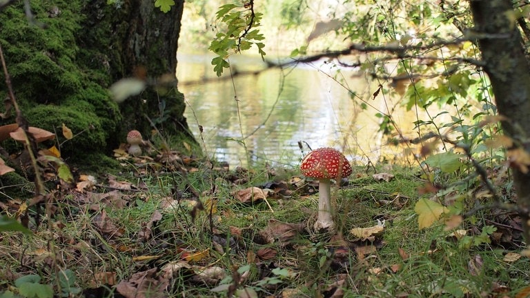 Dominik Haßler aus Kaiserslautern schickt uns ein herbstliches Foto von einem Fliegenpilz und schreibt uns: "Ich bin Hobby-Fotograf und bin jedes Wochenende tagsüber und nachts unterwegs in der Region (von Frankreich bis hinter Frankfurt) an den verschiedensten Orten und betreibe die Fotografie."