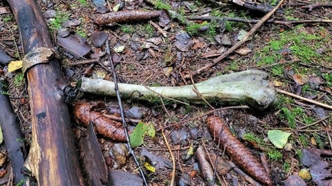 Ein Tierknochen im Wald | Knochen im Wald gefunden – Was muss ich tun?