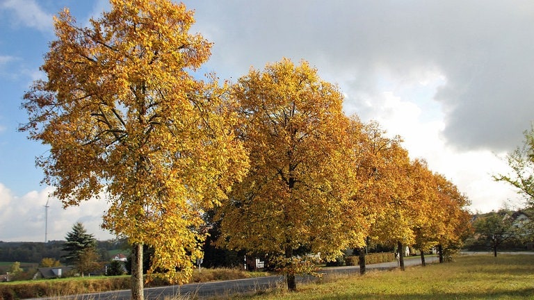 Thomas Friesenhagen aus Freudenberg schreibt unbs zu seinem Bild "Linden im Herbst": Das Foto zeigt eine Reihe von sechs Linden, die aus dieser Perspektive mein Haus verdecken daß am Dorfrand und an einem Abzweig liegt. 350 Meter weiter (im Bild nach links) beginnt Rheinland Pfalz.