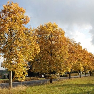 Thomas Friesenhagen aus Freudenberg schreibt unbs zu seinem Bild "Linden im Herbst": Das Foto zeigt eine Reihe von sechs Linden, die aus dieser Perspektive mein Haus verdecken daß am Dorfrand und an einem Abzweig liegt. 350 Meter weiter (im Bild nach links) beginnt Rheinland Pfalz.