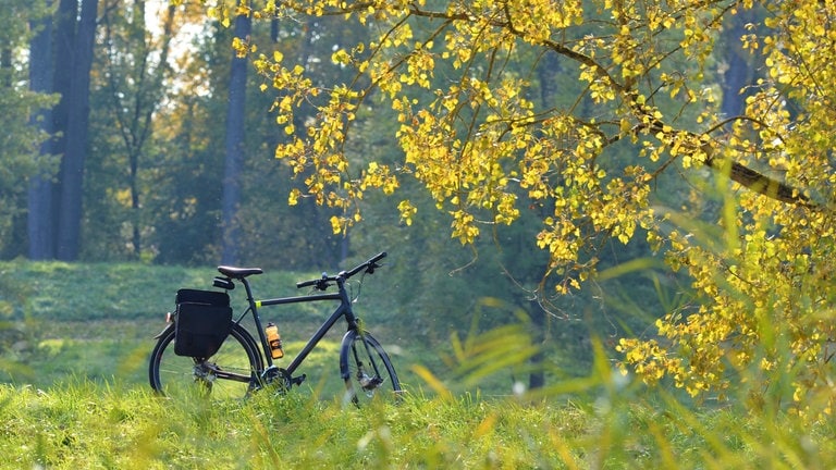 Detlef Oertel aus Speyer schreibt uns zu seinem Bild "Auf Herbsttour": Mit Fahrrad und Kamera auf dem Rheindamm bei Speyer unterwegs gewesen.