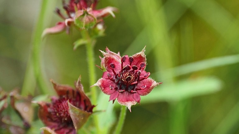 24. Oktober: Das Sumpfblutauge ist die Blume des Jahres 2025. Das teilt die Loki-Schmidt-Stiftung mit. Die Stiftung möchte damit auf den oft schlechten Zustand von Mooren und den Klimaschutz aufmerksam machen. 