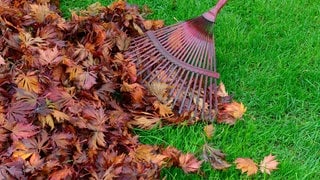 Ein roter Rechen mit Herbstlaub | Gartentipp: Was ist im Herbst im Garten zu tun – und was nicht?