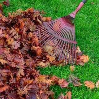 Ein roter Rechen mit Herbstlaub | Gartentipp: Was ist im Herbst im Garten zu tun – und was nicht?