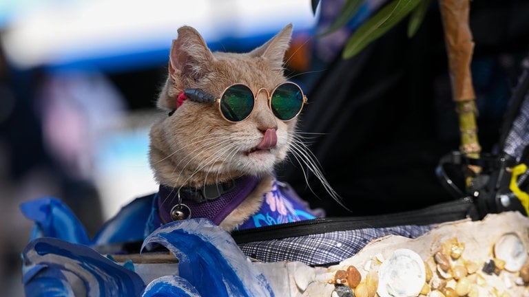 28. Oktober: Diese Katze ist einer der Stars bei der diesjährigen Sunnyvale-Haustier-Parade.