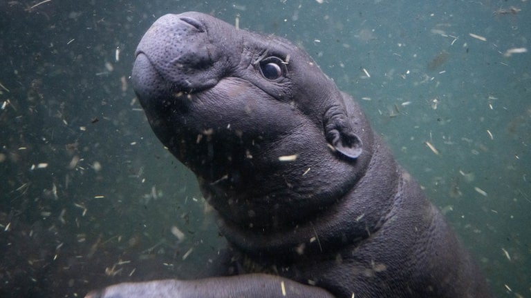 30. Oktober: Toni, das kleine Zwergflusspferd aus dem Zoo Berlin, unternimmt ihren ersten Tauchgang vor Publikum im tieferen Becken der Innenanlage der „Hippo-Bay“ im Zoologischen-Garten.