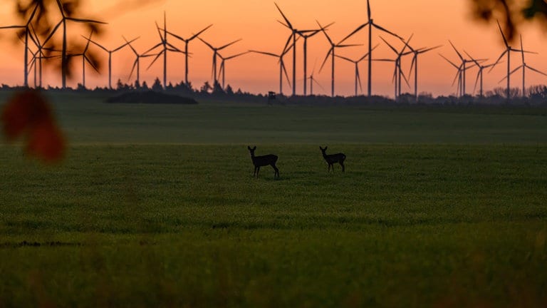 6. November: Im Morgengrauen streifen zwei Rehe über ein Feld in Brandenburg. Während sich im Nordosten Deutschlands in den nächsten Tagen die Sonne zeigt, bleibt es im Südwesten weiterhin bedeckt. Doch auch bei Nebel und Wolken lassen sich schöne Aufnahmen machen!