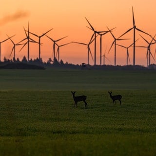 6. November: Im Morgengrauen streifen zwei Rehe über ein Feld in Brandenburg. Während sich im Nordosten Deutschlands in den nächsten Tagen die Sonne zeigt, bleibt es im Südwesten weiterhin bedeckt. Doch auch bei Nebel und Wolken lassen sich schöne Aufnahmen machen!