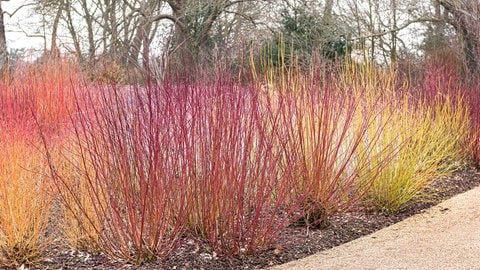 Ein roter Hartriegel Strauch | Diese Pflanzen könnt ihr im November aussäen | SWR1 Gartentipp