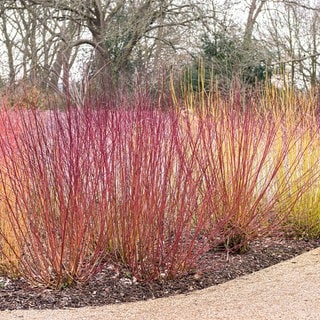 Ein roter Hartriegel Strauch | Diese Pflanzen könnt ihr im November aussäen | SWR1 Gartentipp