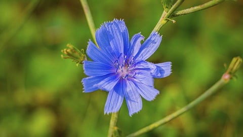 Die Kornblume (Centaurea cyanus) braucht einen "Kältereiz", ohne den sie im Frühjahr nicht gedeihen kann. Daher solltet ihr diese Pflanze schon im November aussäen.