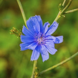 Die Kornblume (Centaurea cyanus) braucht einen "Kältereiz", ohne den sie im Frühjahr nicht gedeihen kann. Daher solltet ihr diese Pflanze schon im November aussäen.