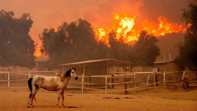 8. November: Mitten im Waldbrand! Im Süden des US-Bundesstaates Kalifornien breitet sich rund 80 Kilometer von Los Angeles entfernt ein Waldbrand mit rasender Geschwindigkeit aus. Über Nacht hat sich die Brandfläche, auch dank ungünstiger Winde fast verdoppelt. 