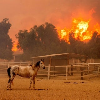 8. November: Mitten im Waldbrand! Im Süden des US-Bundesstaates Kalifornien breitet sich rund 80 Kilometer von Los Angeles entfernt ein Waldbrand mit rasender Geschwindigkeit aus. Über Nacht hat sich die Brandfläche, auch dank ungünstiger Winde fast verdoppelt. 