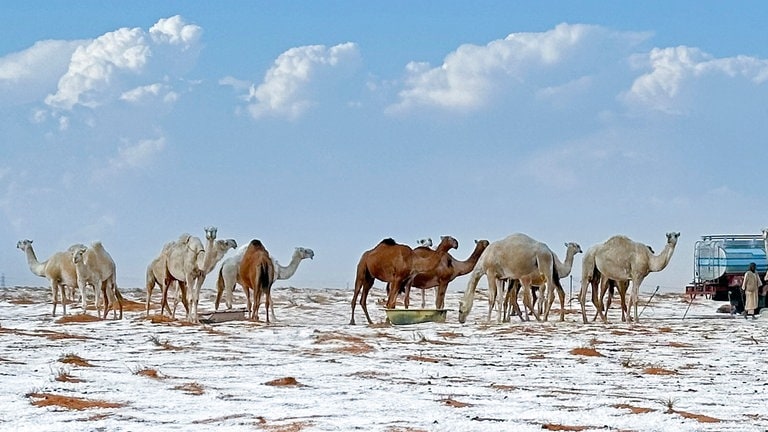 11. November: Schnee in der Wüste! Die Wüste liegt in der Provinz Al-Jawf im Norden von Saudi-Arabien und den Kamelen scheint die weiße Pracht, die übrigens nur sehr kurz angedauert hat, keine Probleme zu machen. 