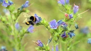 Eine Hummel an der Blütte eines Natternkopfs | SWR1 Gartentipp: So lässt sich der Garten klimafreundlicher gestalten