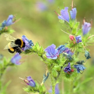 Eine Hummel an der Blütte eines Natternkopfs | SWR1 Gartentipp: So lässt sich der Garten klimafreundlicher gestalten