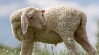 Merinolamm | Kälteschutz & Tierwohl: Was ihr über Merinowolle wissen solltet