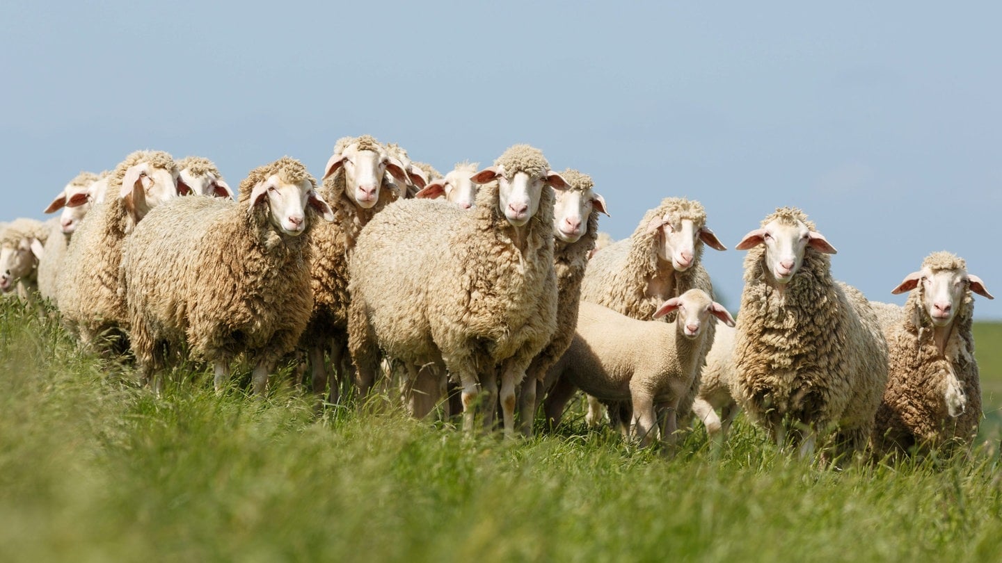 Merinolandschafe | Kälteschutz & Tierwohl: Was ihr über Merinowolle wissen solltet