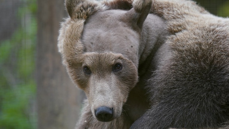 21. November: Schon mal einen rasierten Bären gesehen? Der zweijährige Braunbär Boki aus dem Wildwood Trust in Canterbury, England, erholt sich von einer Operation am Gehirn. Vor sechs Wochen wurde Boki überschüssige Flüssigkeit aus dem Gehirn entzogen, die vermutlich der Auslöser für Krampfanfälle war. Für diese OP musste sein Fell teilweise geschoren werden, doch der Bär erholt sich laut seinen Pflegern gut: Er hat Gewicht zugelegt und scheint sich auf die Winterruhe vorzubereiten.