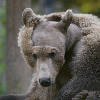 21. November: Schon mal einen rasierten Bären gesehen? Der zweijährige Braunbär Boki aus dem Wildwood Trust in Canterbury, England, erholt sich von einer Operation am Gehirn. Vor sechs Wochen wurde Boki überschüssige Flüssigkeit aus dem Gehirn entzogen, die vermutlich der Auslöser für Krampfanfälle war. Für diese OP musste sein Fell teilweise geschoren werden, doch der Bär erholt sich laut seinen Pflegern gut: Er hat Gewicht zugelegt und scheint sich auf die Winterruhe vorzubereiten.