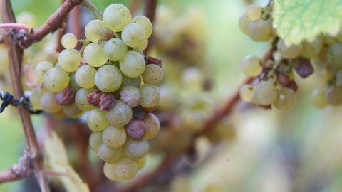 Weintrauben Untermosel | Schenken leicht gemacht: Geschenkideen zu Weihnachten für Menschen, die alles haben