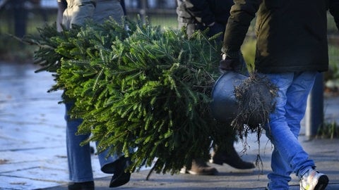 Weihnachtsbaum zum mieten: Jemand trägt eine Tanne mit einer Wurzel am Stamm über die Straße. Der Baum soll später wieder eingepflanzt werden | Nachhaltige Weihnachten | So reduziert ihr den Feiertagsmüll