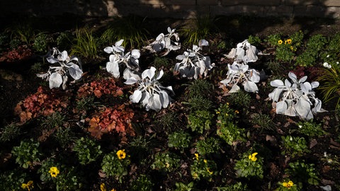 Greiskraut (Senecio candicans DC.), auch Angel Wings, Engelsschwingen, Zuchtform, Stuttgart, Baden-Württemberg, Deutschland, Europa | SWR1 Gartentipp: Dekorative Weihnachtspflanzen für Haus & Garten