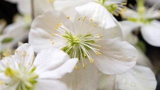 Christrose (Helleborus Niger), aufgenommen am 01.02.2019 auf der Messe Gartentraeume in Berlin | SWR1 Gartentipp: Dekorative Weihnachtspflanzen für Haus & Garten