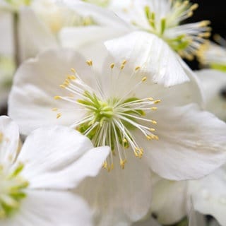 Christrose (Helleborus Niger), aufgenommen am 01.02.2019 auf der Messe Gartentraeume in Berlin | SWR1 Gartentipp: Dekorative Weihnachtspflanzen für Haus & Garten