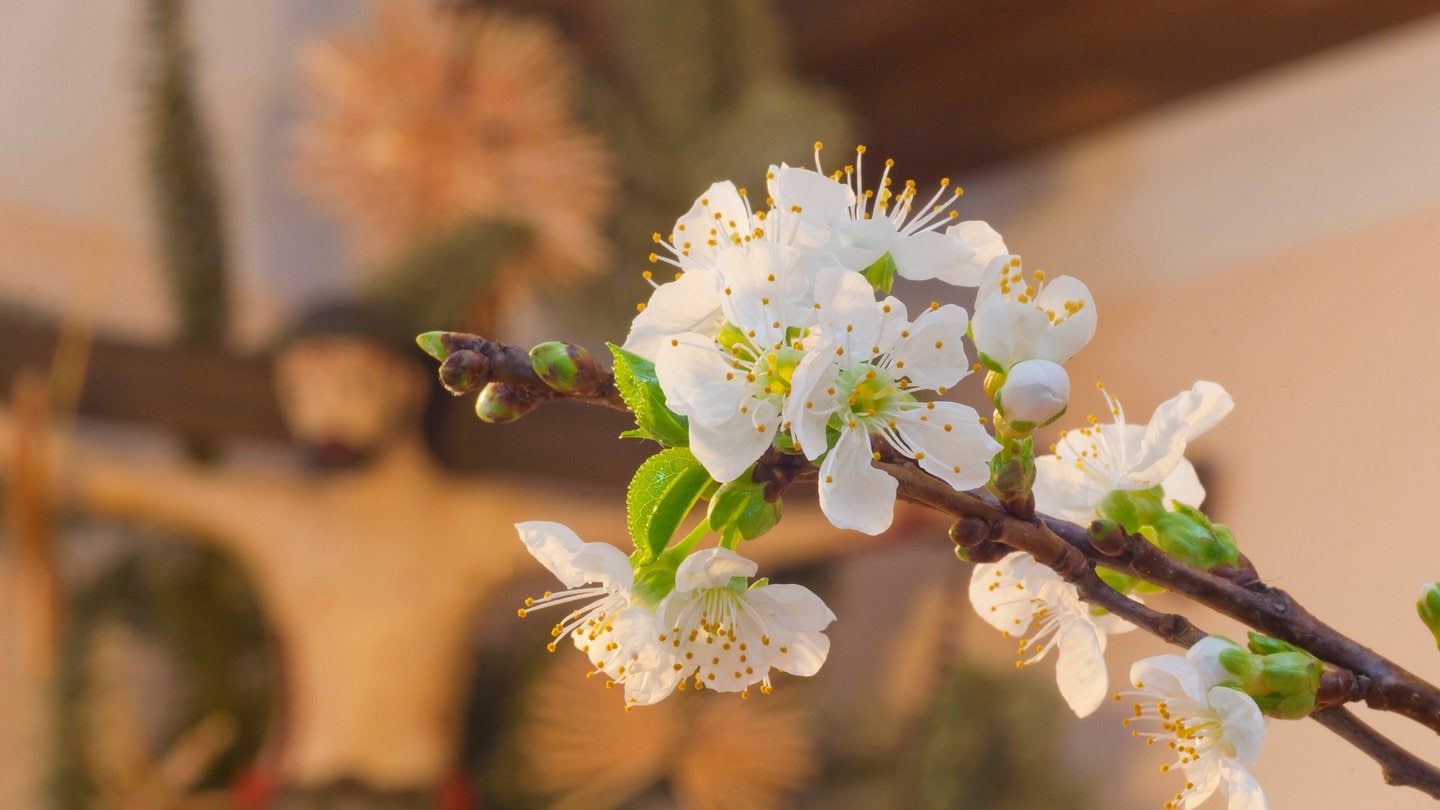 Blühender Barbarazweig | SWR1 Gartentipp: So blühen Mistel- und Barbarazweig an Weihnachten