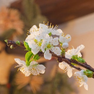 Blühender Barbarazweig | SWR1 Gartentipp: So blühen Mistel- und Barbarazweig an Weihnachten