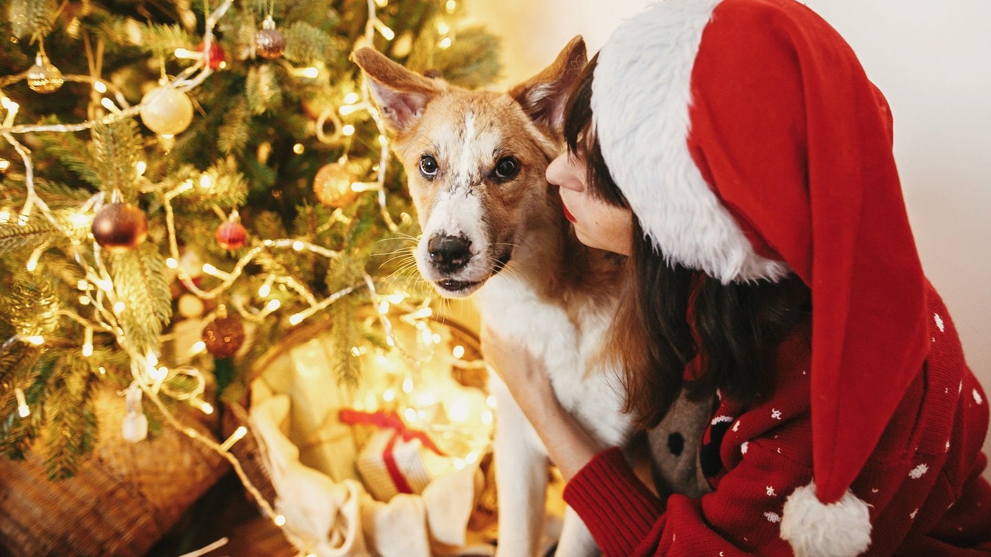 Weihnachtsgeschenke für Haustiere: Ein Hund mit seiner Besitzerin vor einem geschmückten Tannenbaum