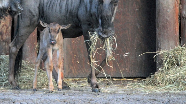 29. November: Da ist Gnudoph, der Gnu-Nachwuchs im Landauer Zoo. Eine rote Nase hat "Gnudolph" zwar nicht, aber immerhin eine kleine, rosa Stelle auf der Oberlippe, erzählt Biologin Christina Schubert aus dem Zoo Landau. Deshalb kam man dort auf den Namen - und der kommt bei den Besuchern gut an.