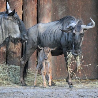 29. November: Da ist Gnudoph, der Gnu-Nachwuchs im Landauer Zoo. Eine rote Nase hat "Gnudolph" zwar nicht, aber immerhin eine kleine, rosa Stelle auf der Oberlippe, erzählt Biologin Christina Schubert aus dem Zoo Landau. Deshalb kam man dort auf den Namen - und der kommt bei den Besuchern gut an.