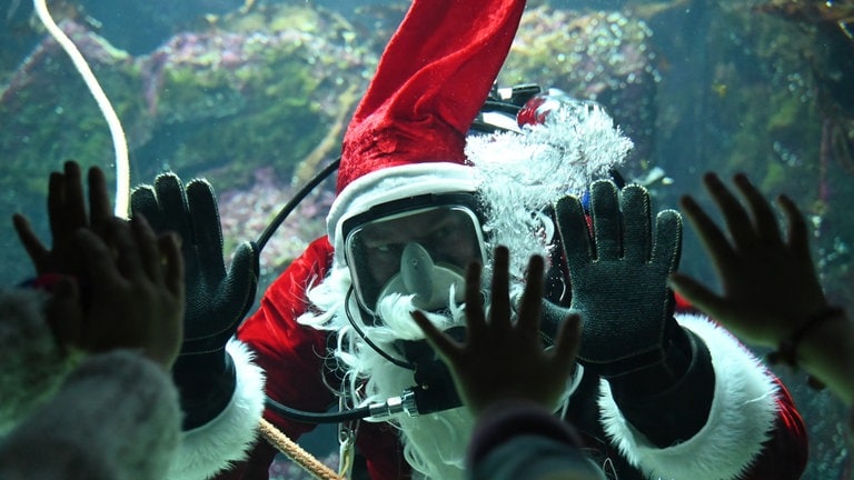 6. Dezember: Einen tauchenden Nikolaus im Großaquarium, den gibt es heute im Multimar Wattforum in Tönning, Schleswig-Holstein. Dort gehört es dazu, dass der Chef-Meeresbiologe selbst zum Nikolaus wird und abtaucht. Seine Mission: Fische füttern im Kostüm.