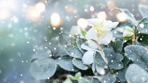 Christrosen: Farbenfrohe Überlebenskünstler im Winter  | Garten